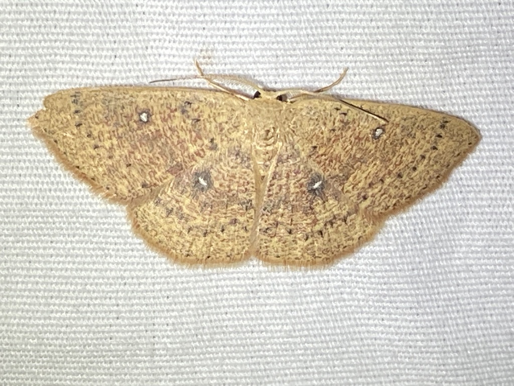 Cyclophora packardi (Packard's Wave), California species