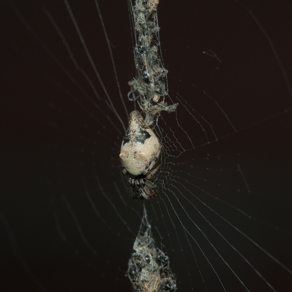 Cyclosa turbinata (Humped Trashline Orbweaver), California species