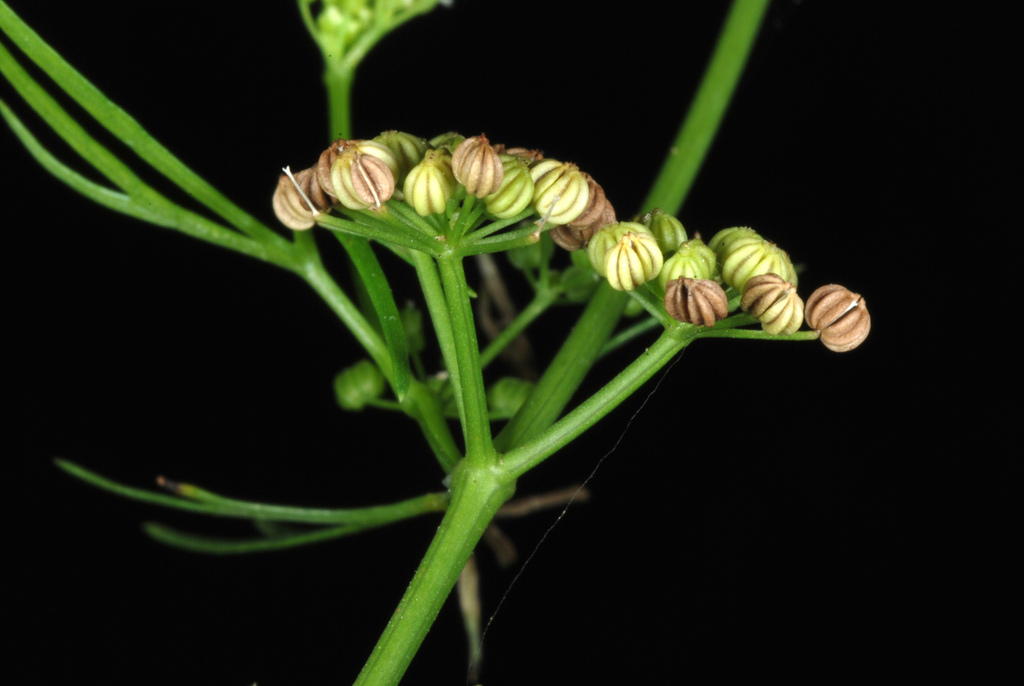 Cyclospermum leptophyllum (Marsh parsley), non-native California herb