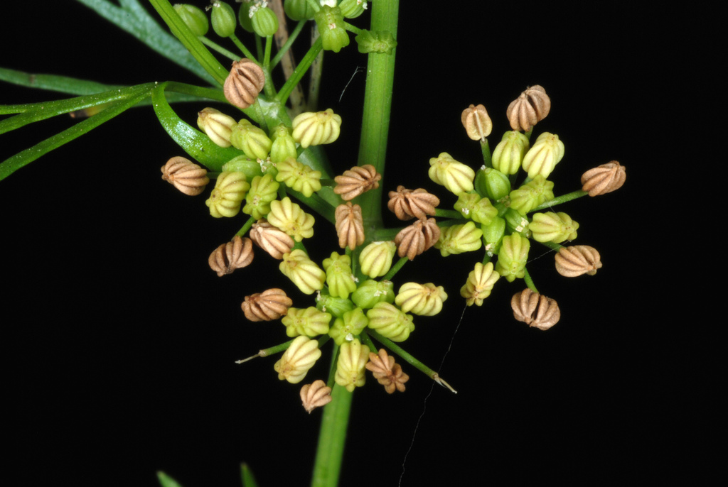 Cyclospermum sp., non-native California annual