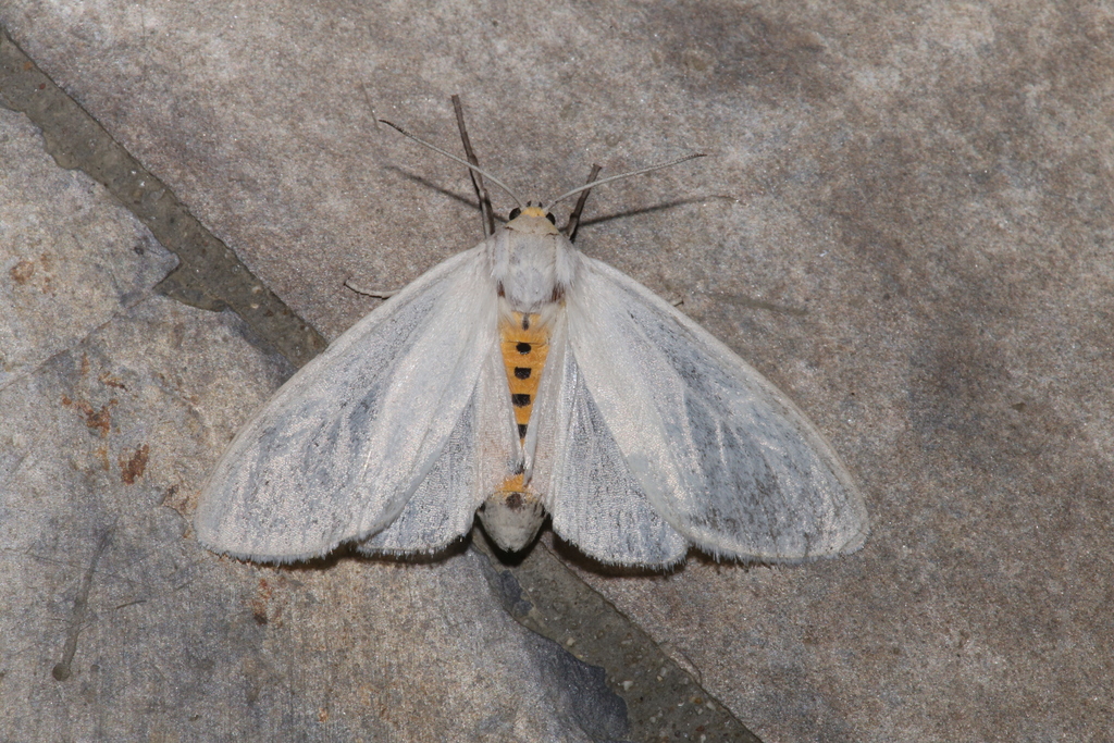 Cycnia oregonensis (Oregon Cycnia), California species