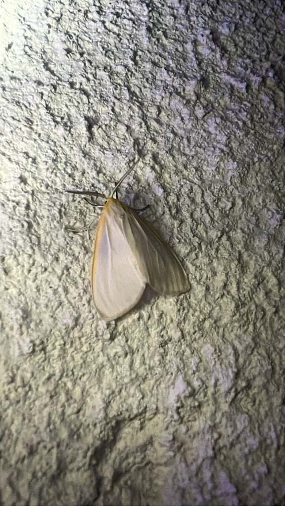 Cycnia tenera (Delicate Cycnia or Dogbane Tiger Moth), California species