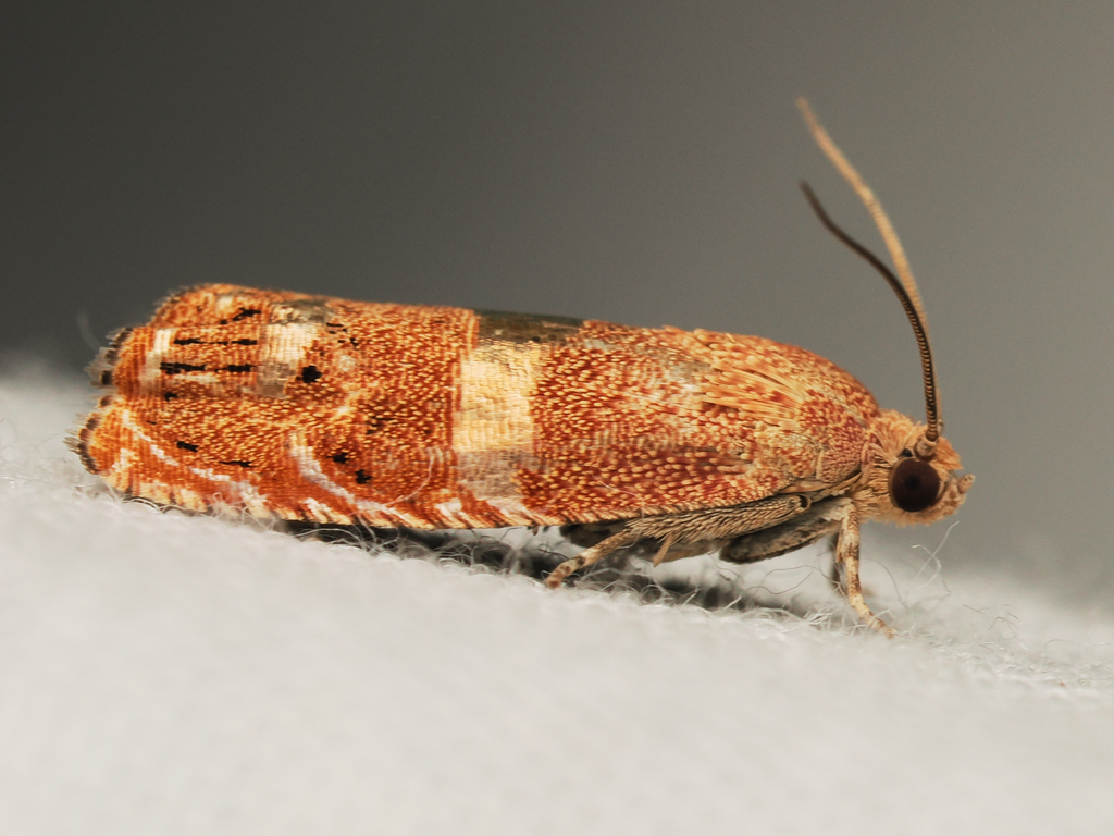 Cydia latiferreana (Filbertworm Moth), California species