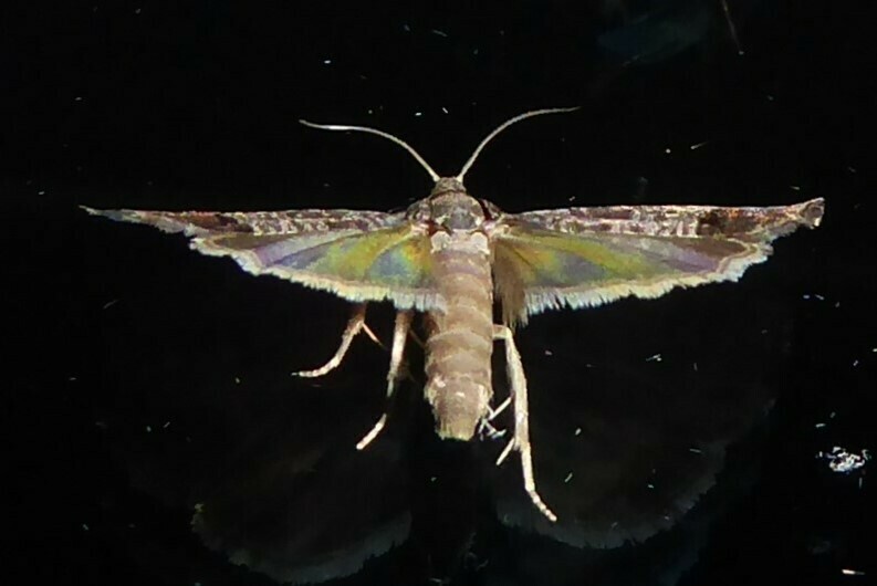 Cydia pomonella (Codling Moth), California species