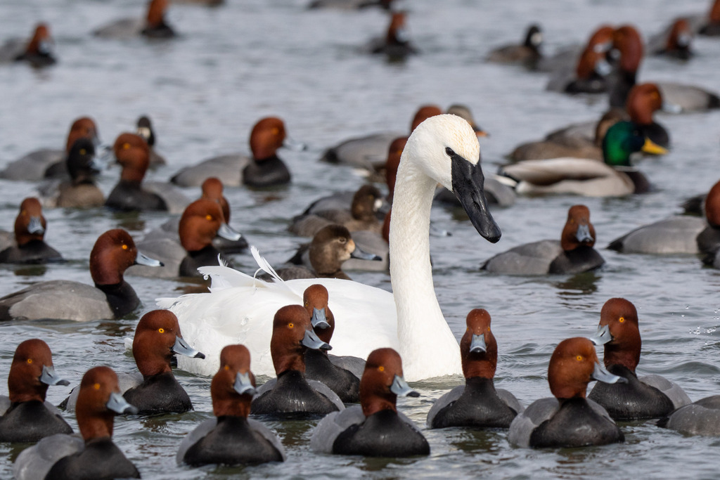 Cygnus buccinator (Trumpeter swan), California species