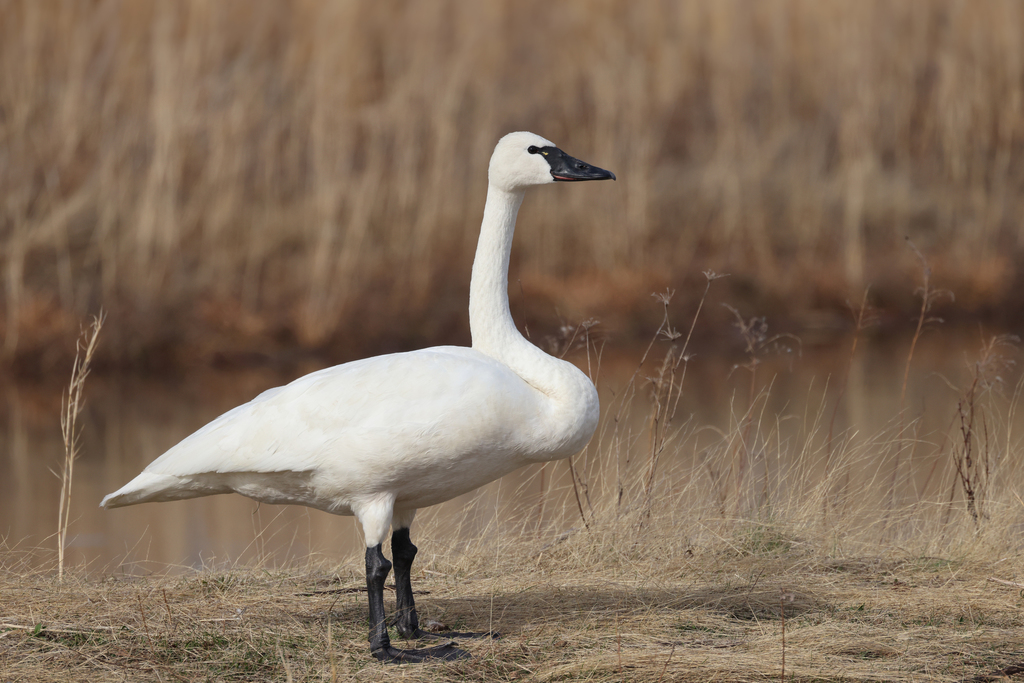 Cygnus columbianus (Tundra Swan), California species