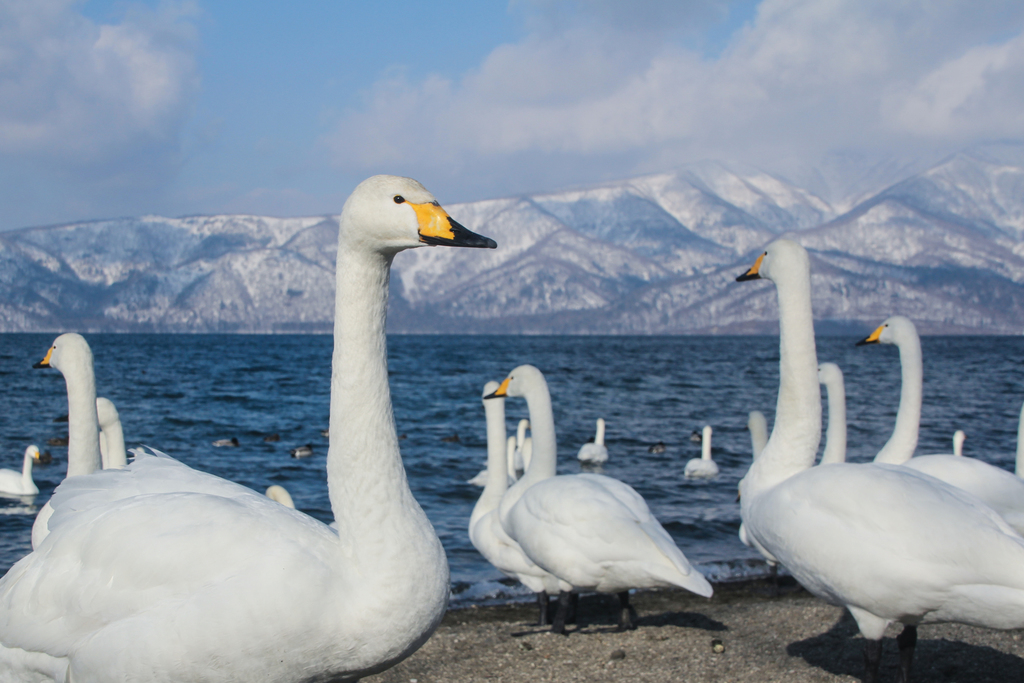 Cygnus cygnus (Whooper Swan), California species
