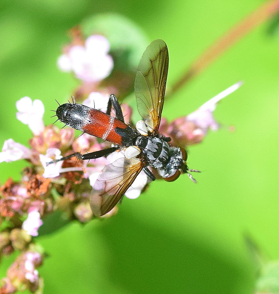 Cylindromyia intermedia, California species