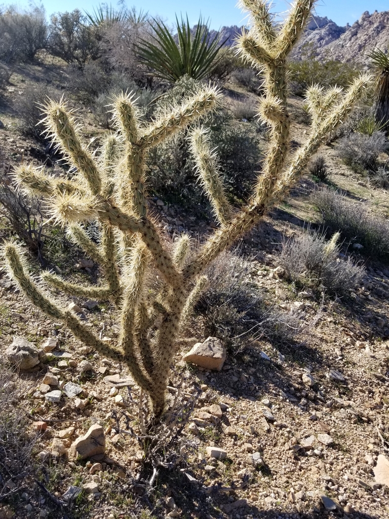 Cylindropuntia acanthocarpa var. acanthocarpa (Buckhorn cholla), native California shrub