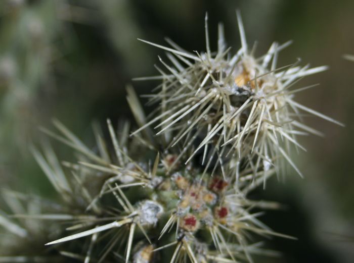 Cylindropuntia bernardina (Cane or valley cholla), native California shrub