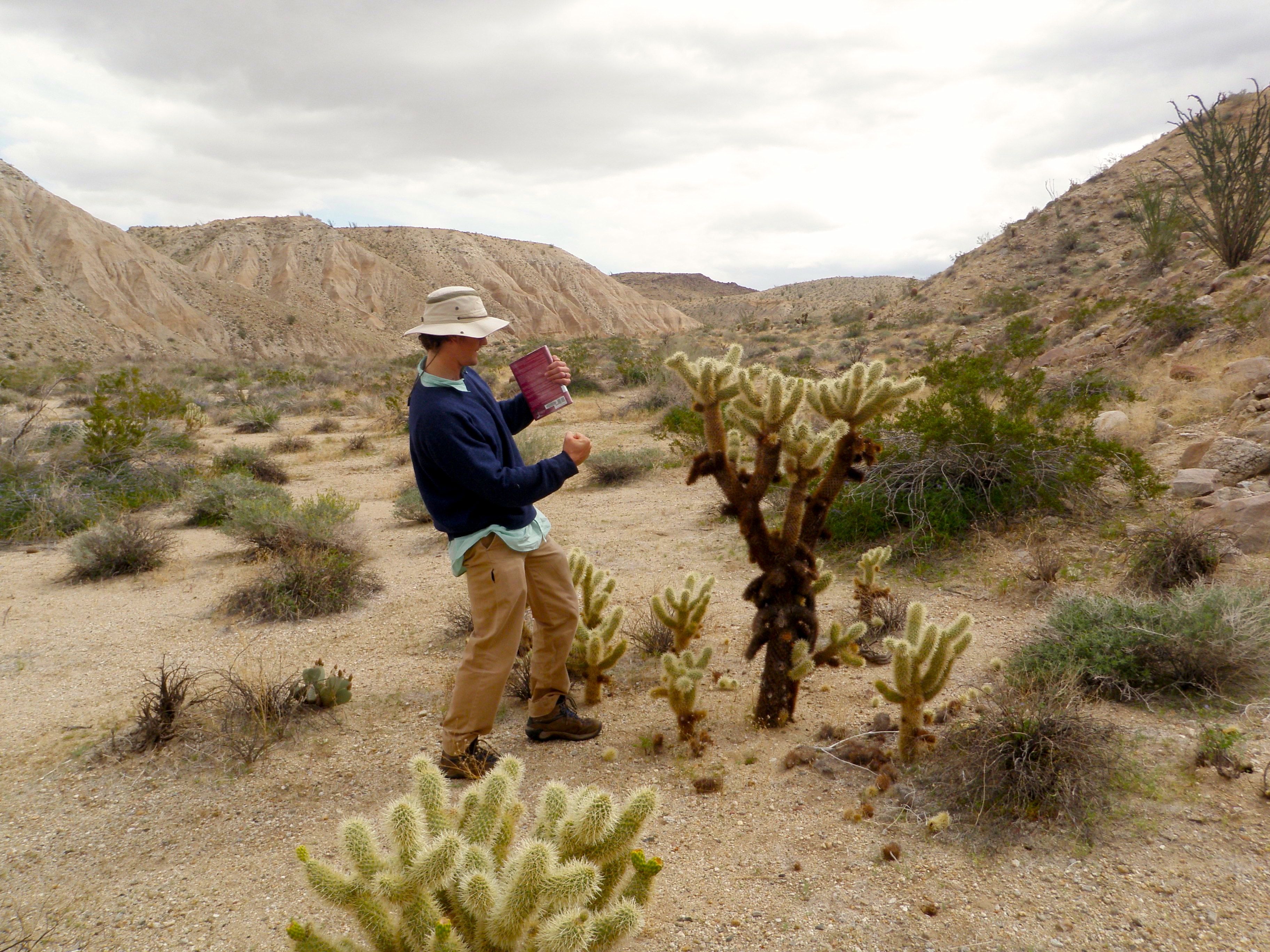 Cylindropuntia bigelovii (Teddy-bear cholla), native California shrub