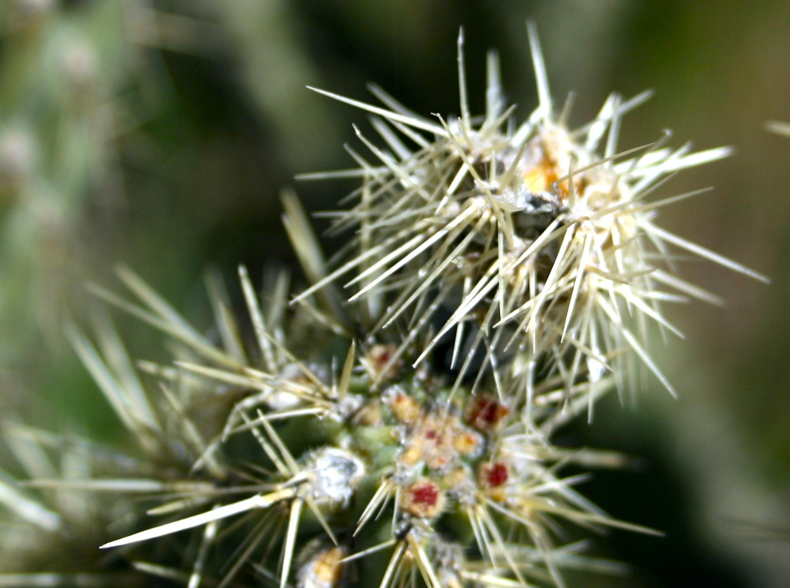 Cylindropuntia californica var. californica (Snake cholla), native California shrub