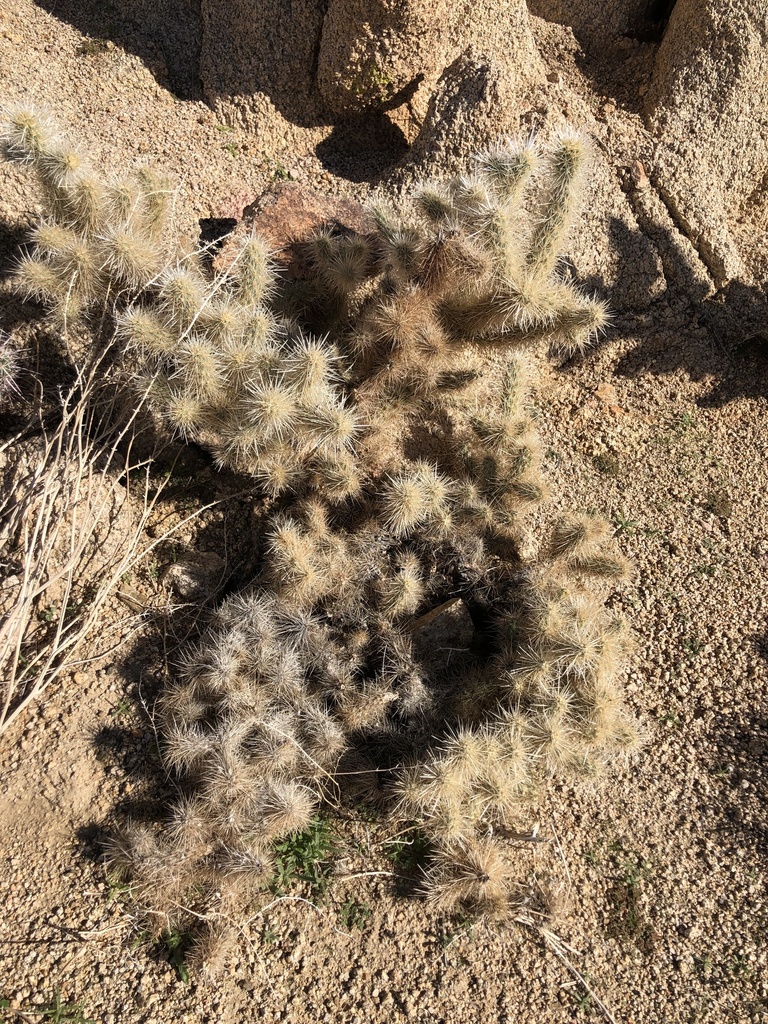 Cylindropuntia chuckwallensis (Chuckwalla cholla), native California shrub