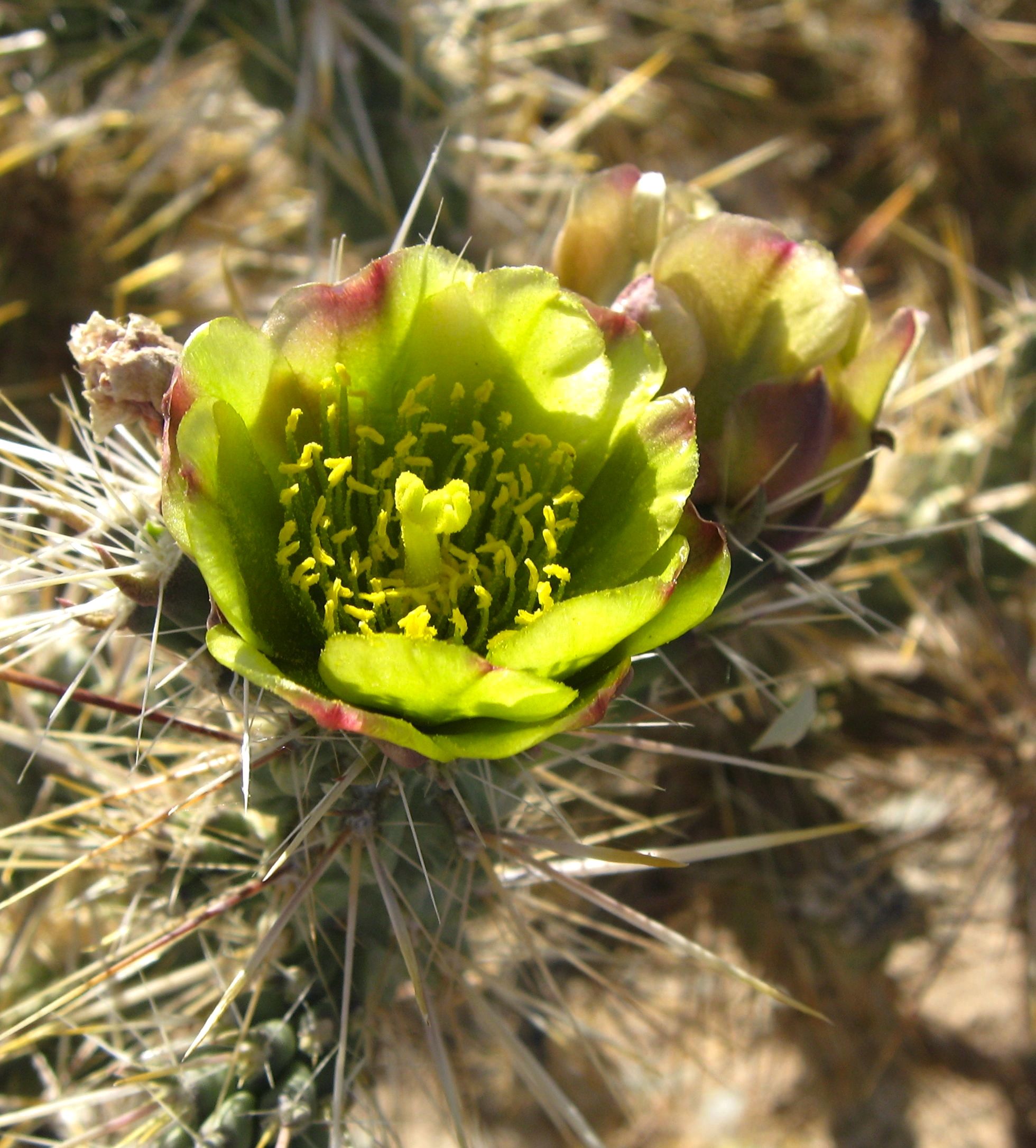 Cylindropuntia echinocarpa (Silver or golden cholla), native California shrub