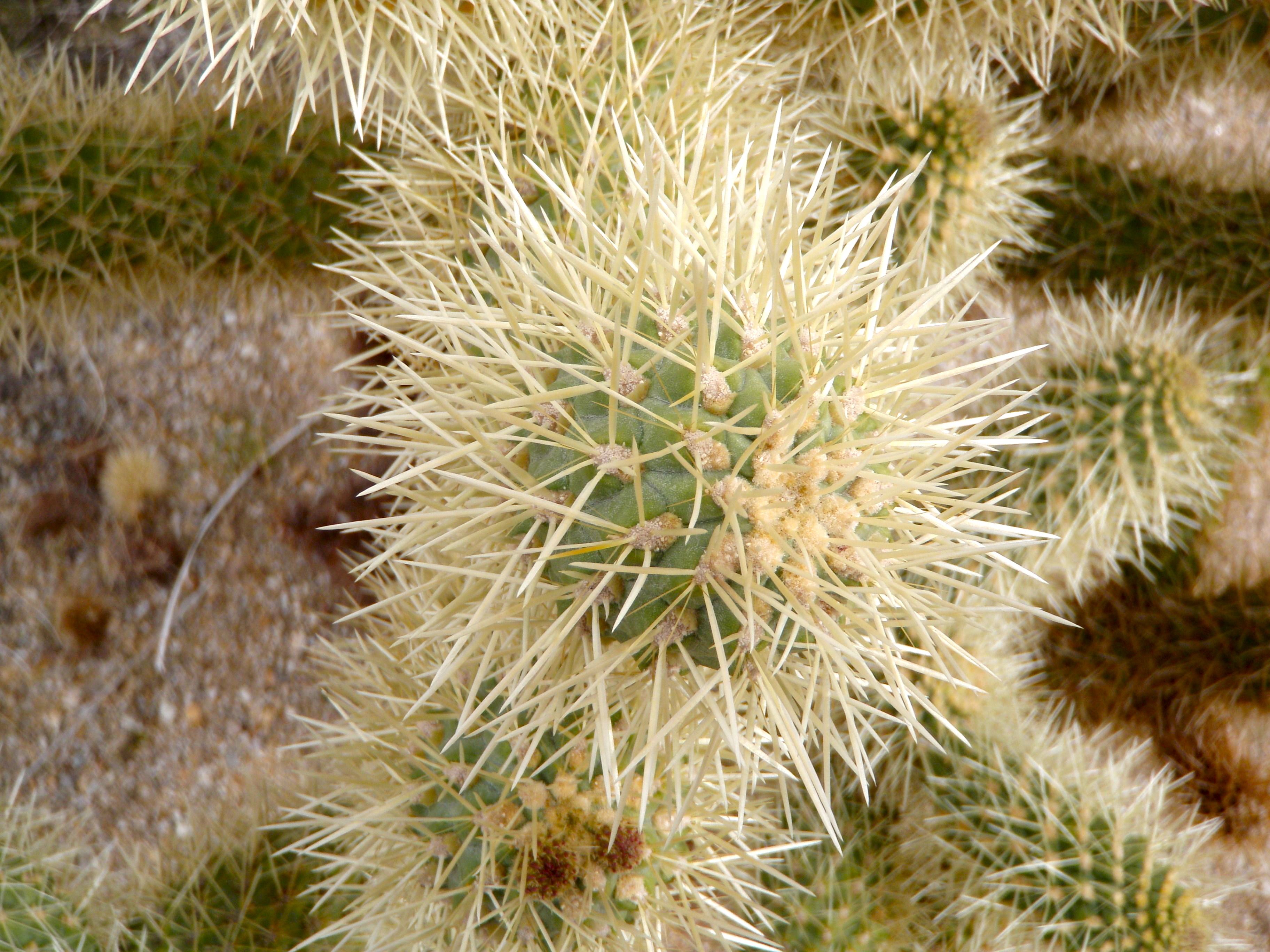 Cylindropuntia fosbergii (Fosberg's or mason valley cholla), native California shrub