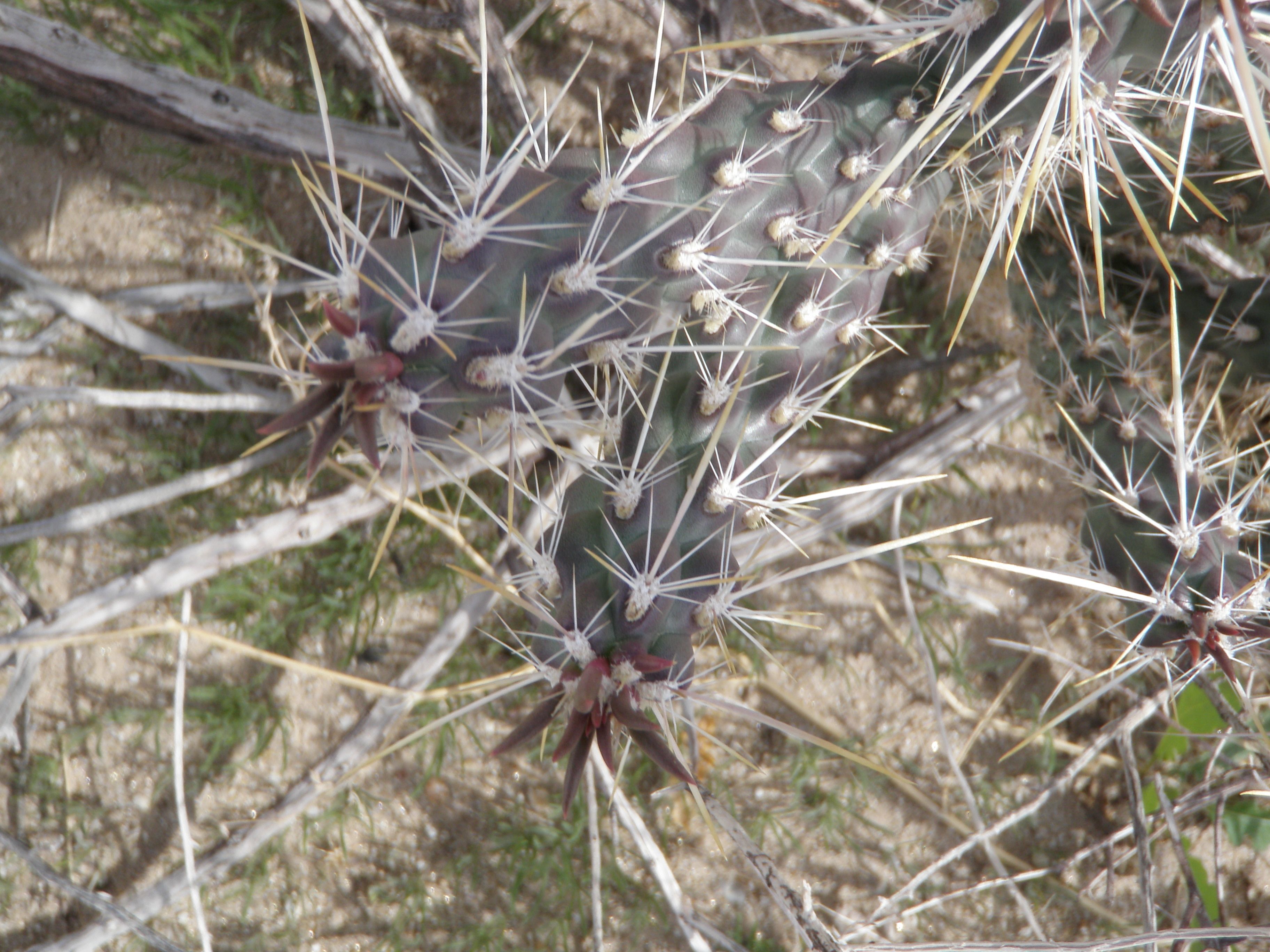 Cylindropuntia ganderi (Gander's cholla), native California shrub