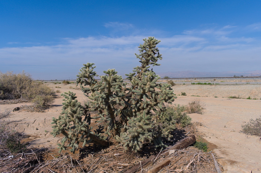 Cylindropuntia munzii (Munz's cholla), native California shrub