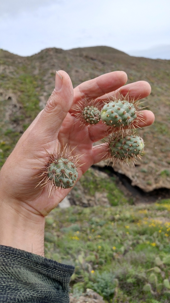 Cylindropuntia prolifera (Coast cholla), native California shrub