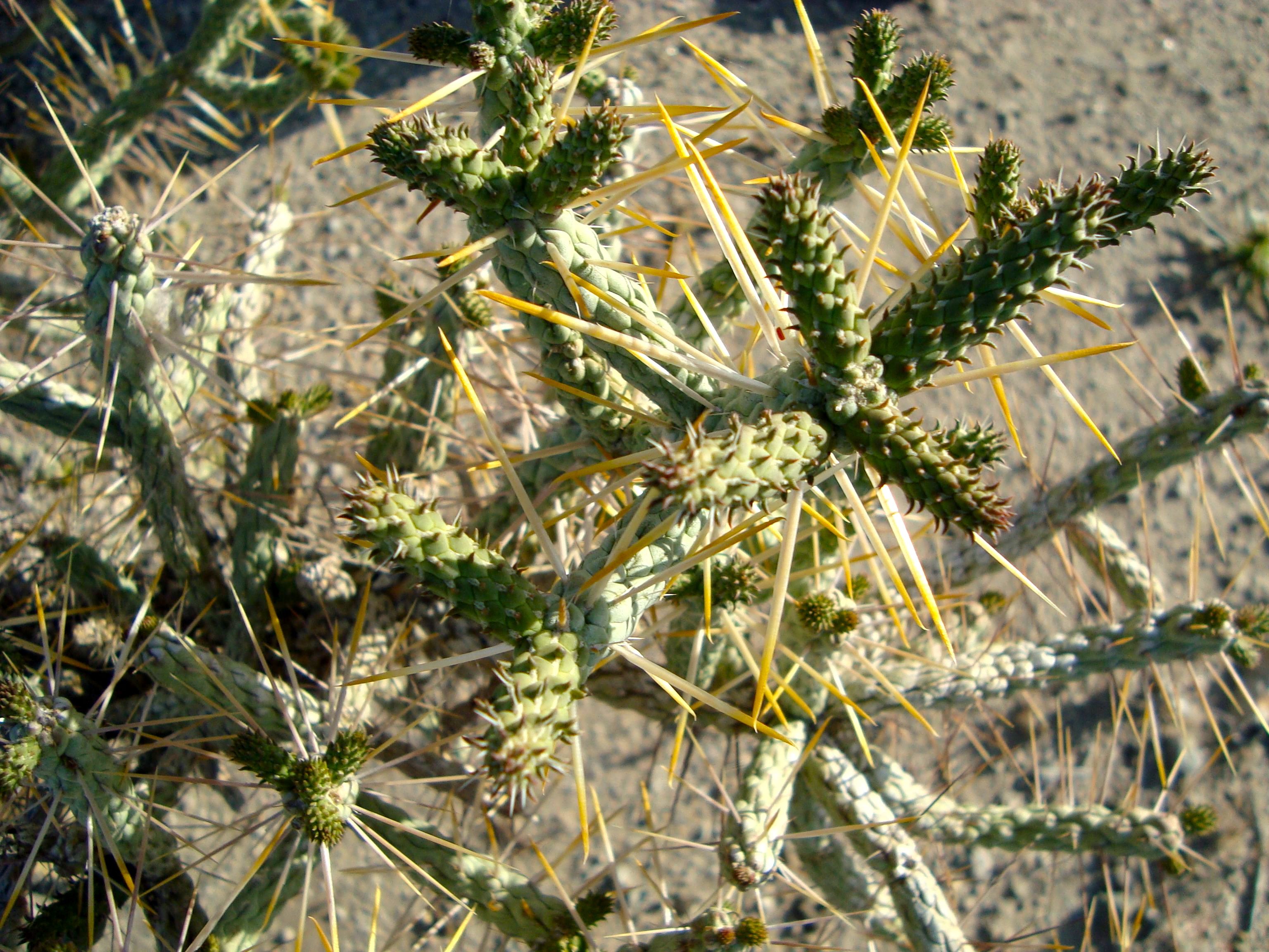 Cylindropuntia ramosissima (Diamond cholla), native California shrub