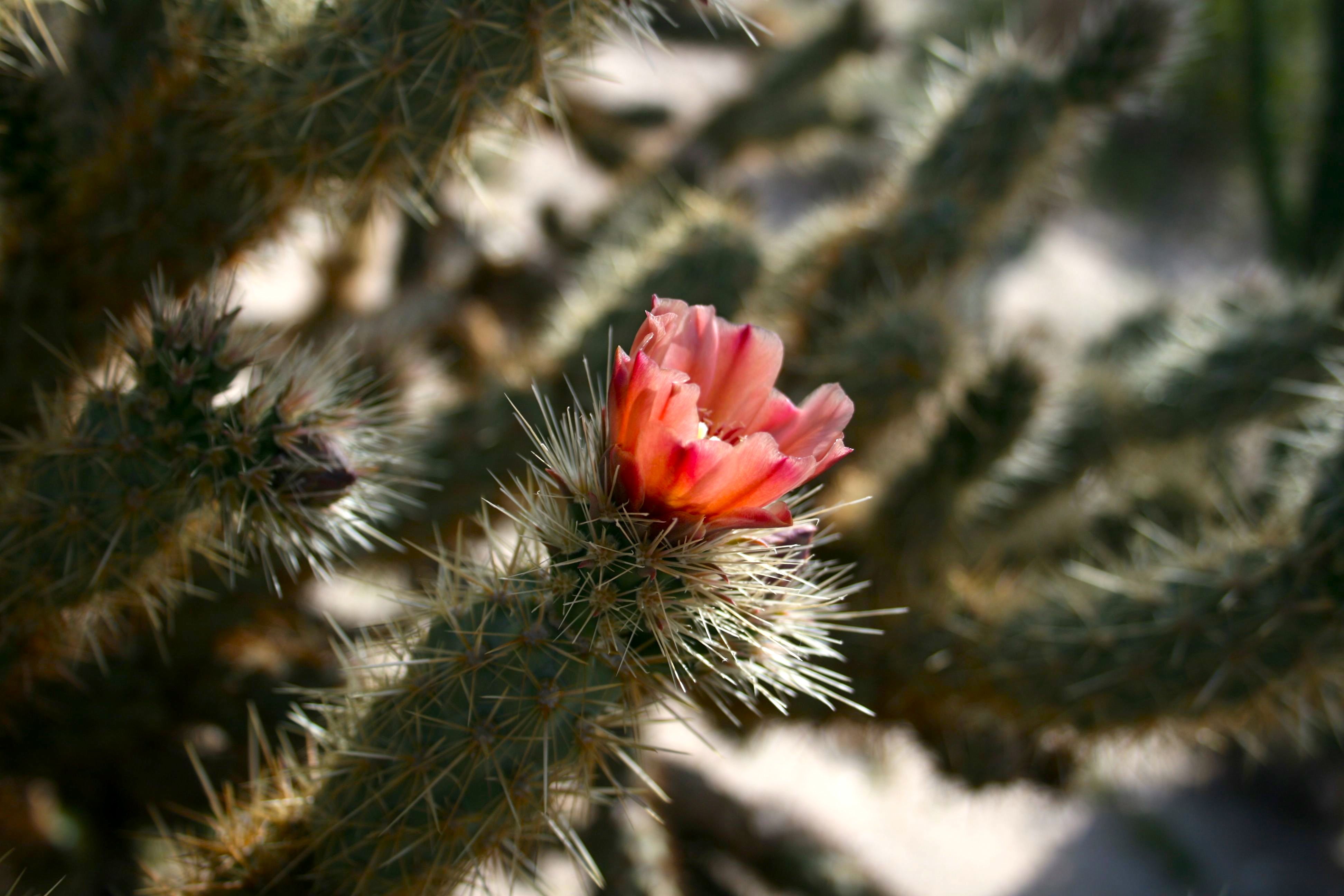 Cylindropuntia sp. (Cholla), non-native California shrub