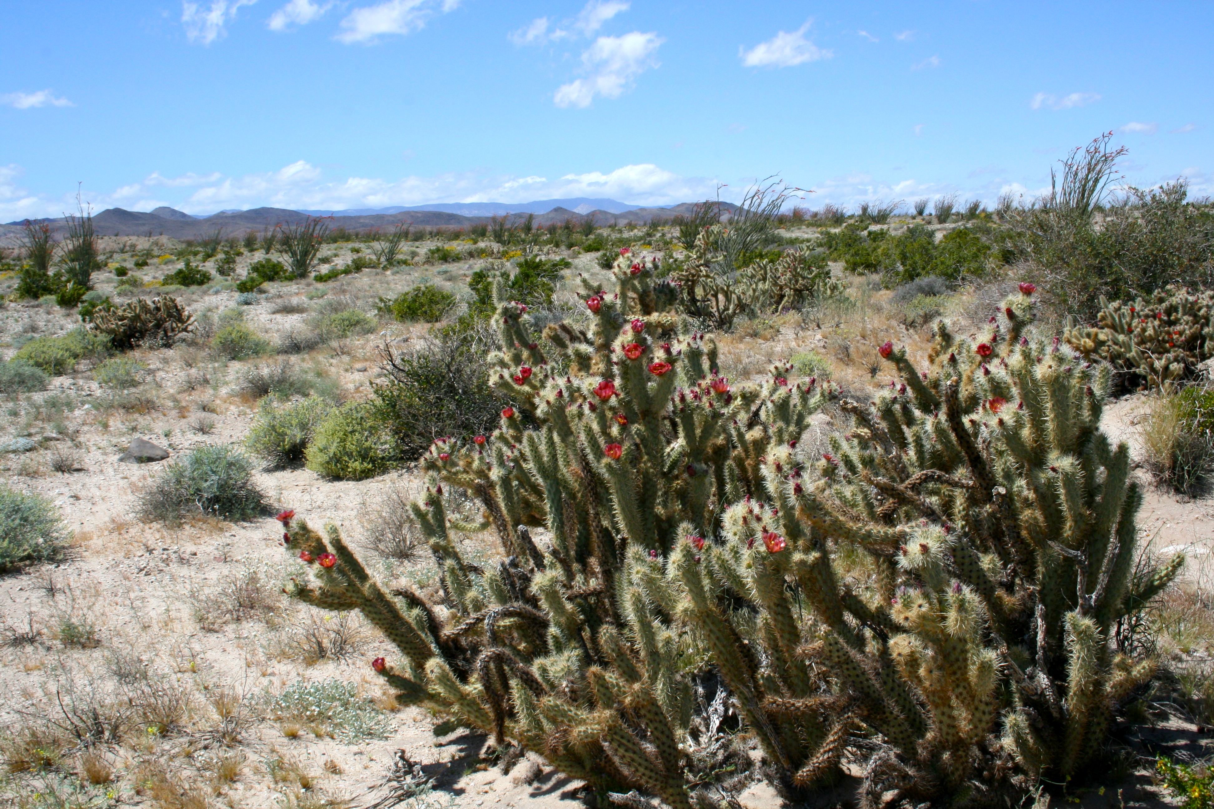 Cylindropuntia wolfii (Wolf's cholla), native California shrub
