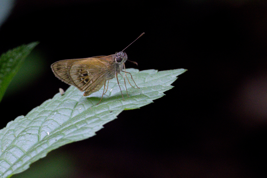 Cymaenes trebius (Fawn-spotted Skipper), California species