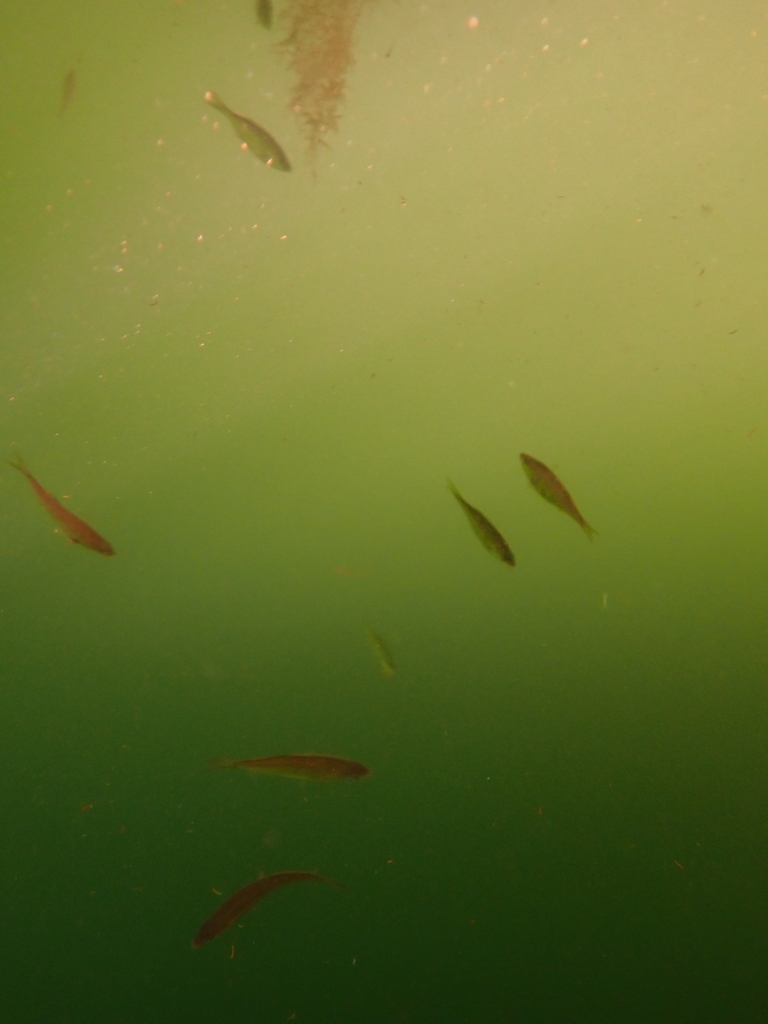 Cymatogaster aggregata (Shiner perch), California species