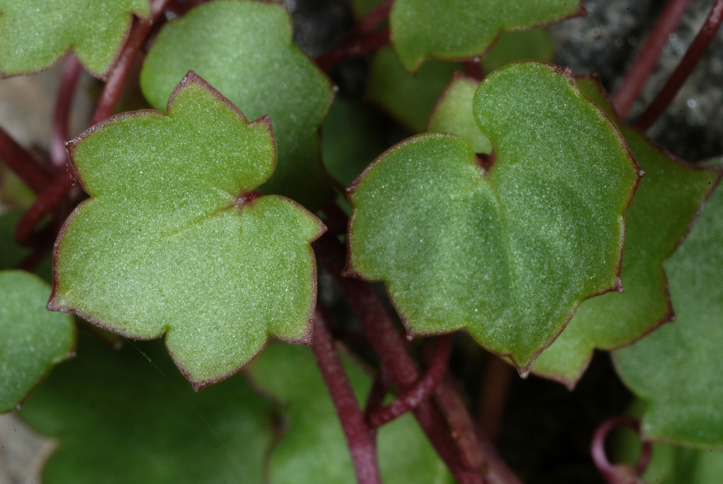 Cymbalaria muralis (Kenilworth ivy), non-native California herb