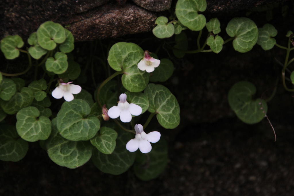 Cymbalaria sp., non-native California perennial
