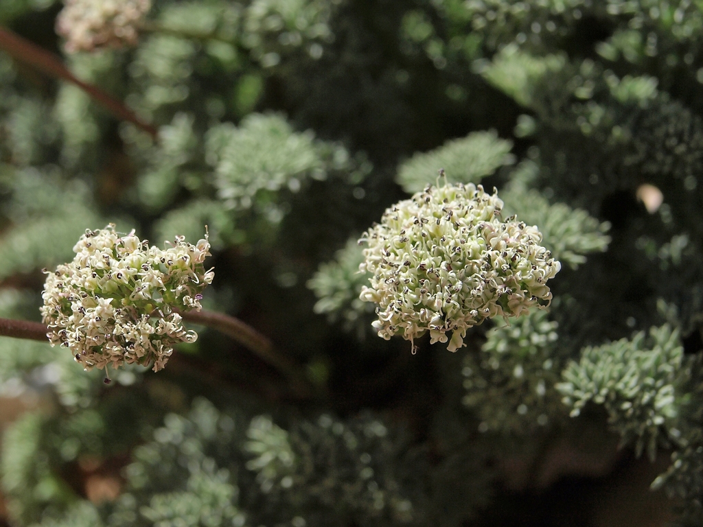 Cymopterus aboriginum (Indian parsnip), native California herb