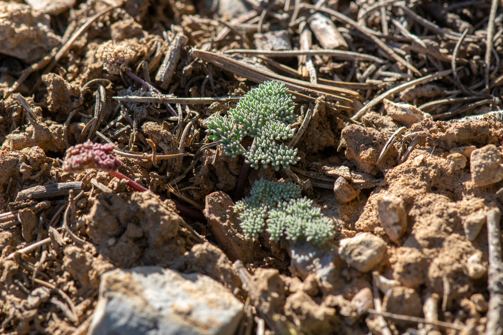 Cymopterus cinerarius (Gray springparsley), native California herb
