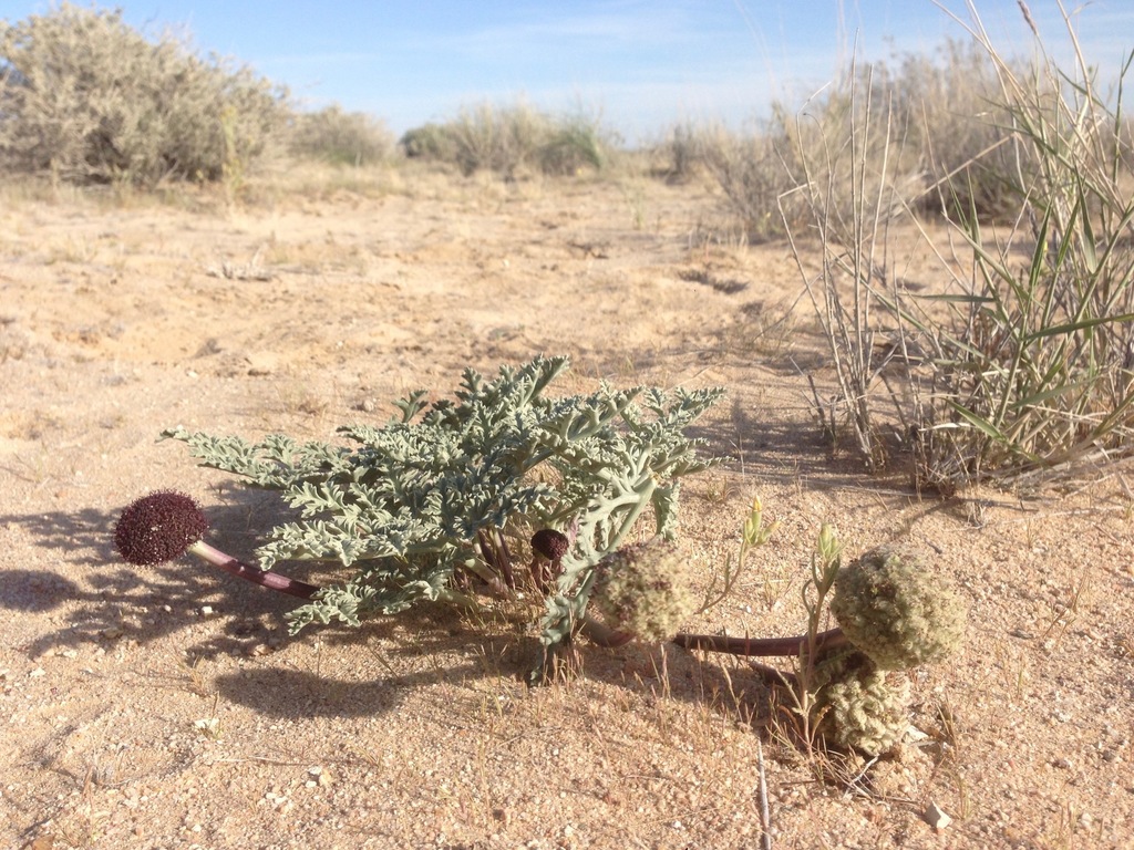 Cymopterus deserticola (Desert cymopterus), native California herb