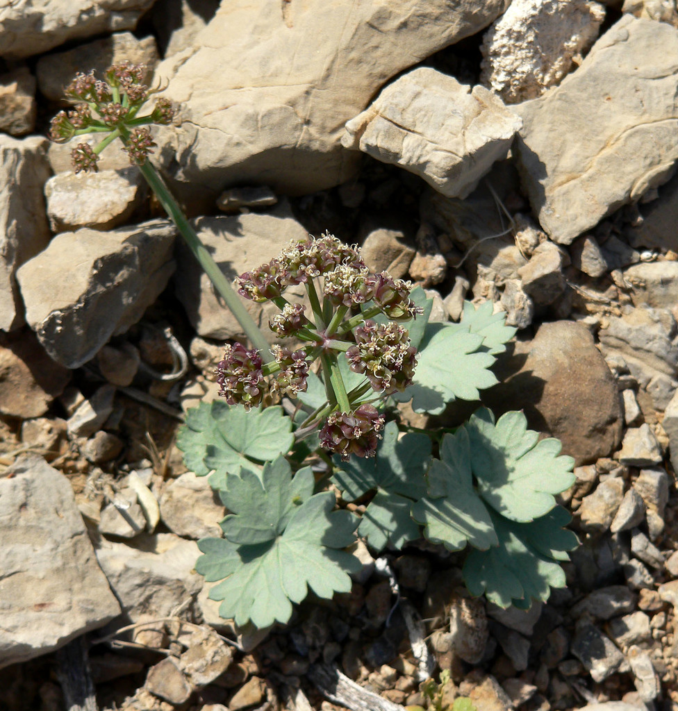 Cymopterus gilmanii (Gilman's cymopterus), native California herb