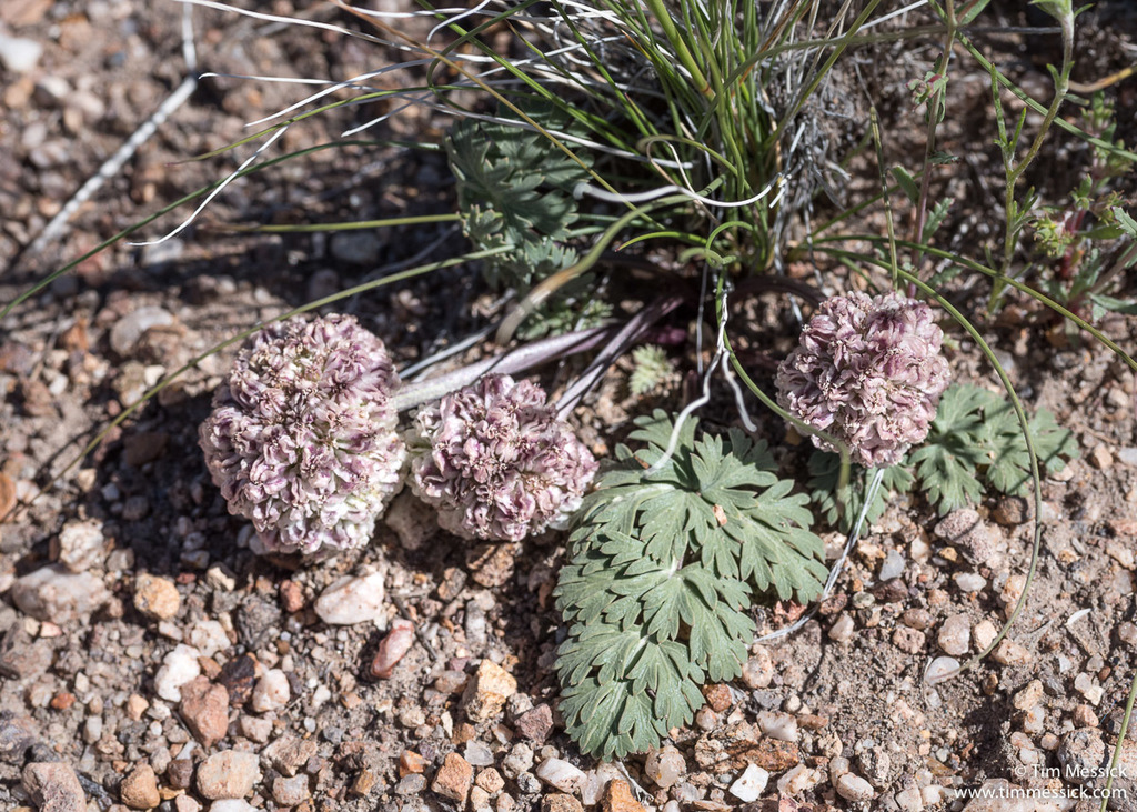 Cymopterus globosus (Globose cymopterus), native California herb