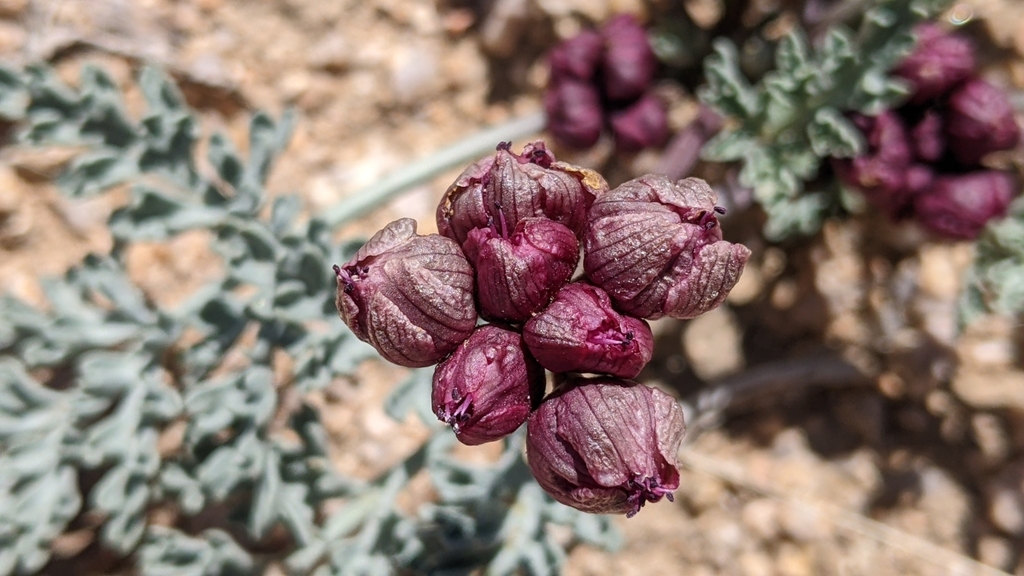 Cymopterus multinervatus (Purple-nerve cymopterus), native California herb