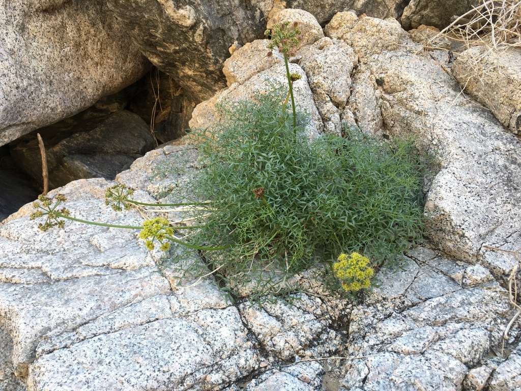 Cymopterus panamintensis — parent species of Cymopterus panamintensis var. panamintensis
