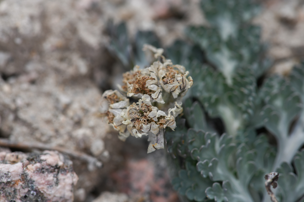 Cymopterus purpurascens (Purple cymopterus), native California herb