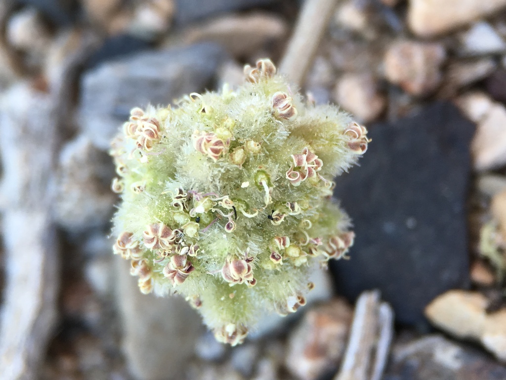 Cymopterus ripleyi var. saniculoides (sanicle cymopterus), California species