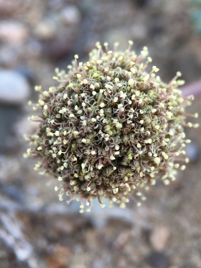 Cymopterus ripleyi (Ripley's cymopterus), native California herb
