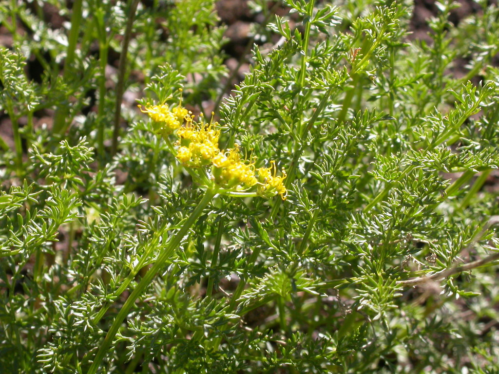 Cymopterus sp., native California perennial