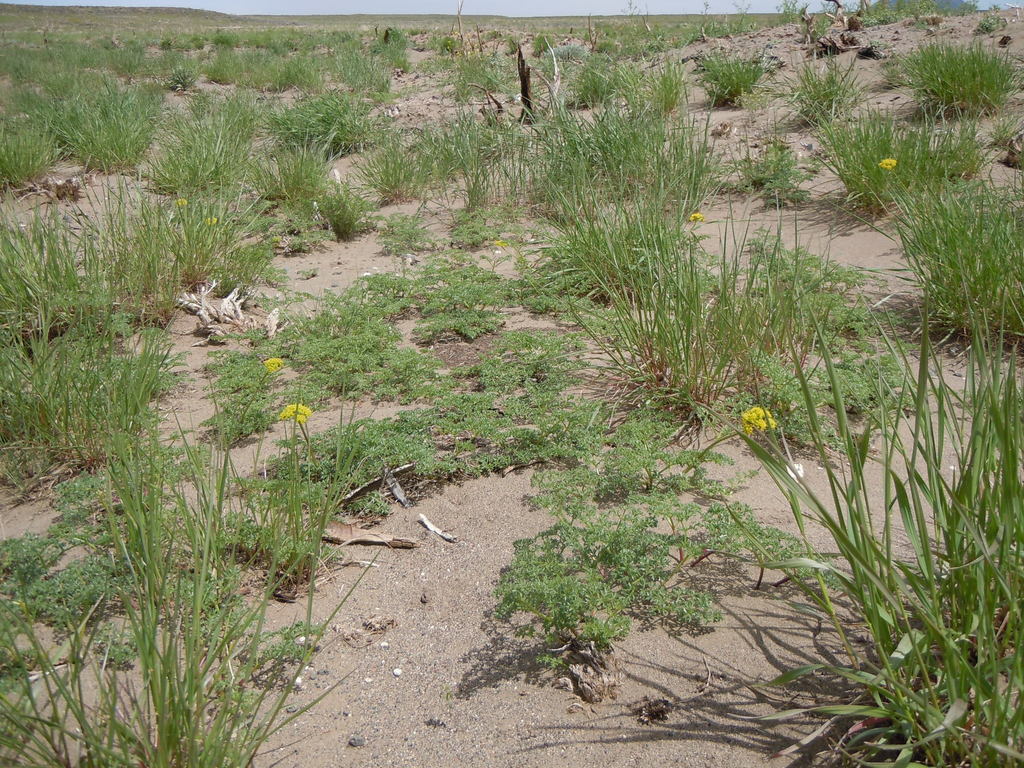 Cymopterus terebinthinus var. petraeus (Rock cymopterus), native California perennial
