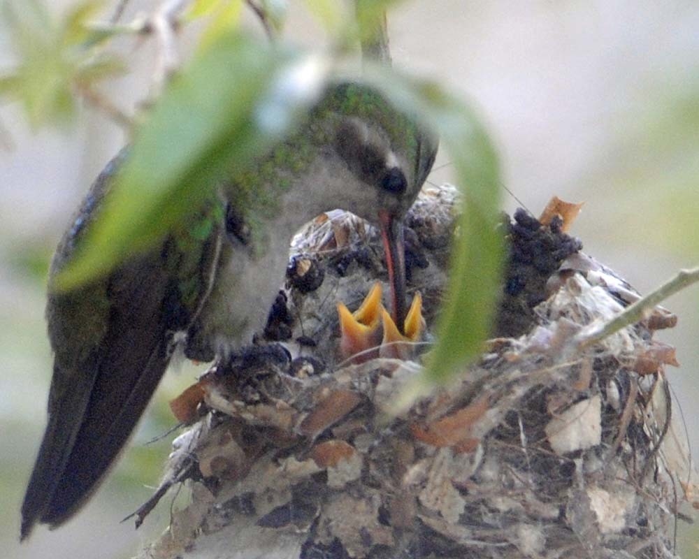 Cynanthus latirostris (Broad-billed Hummingbird), California species