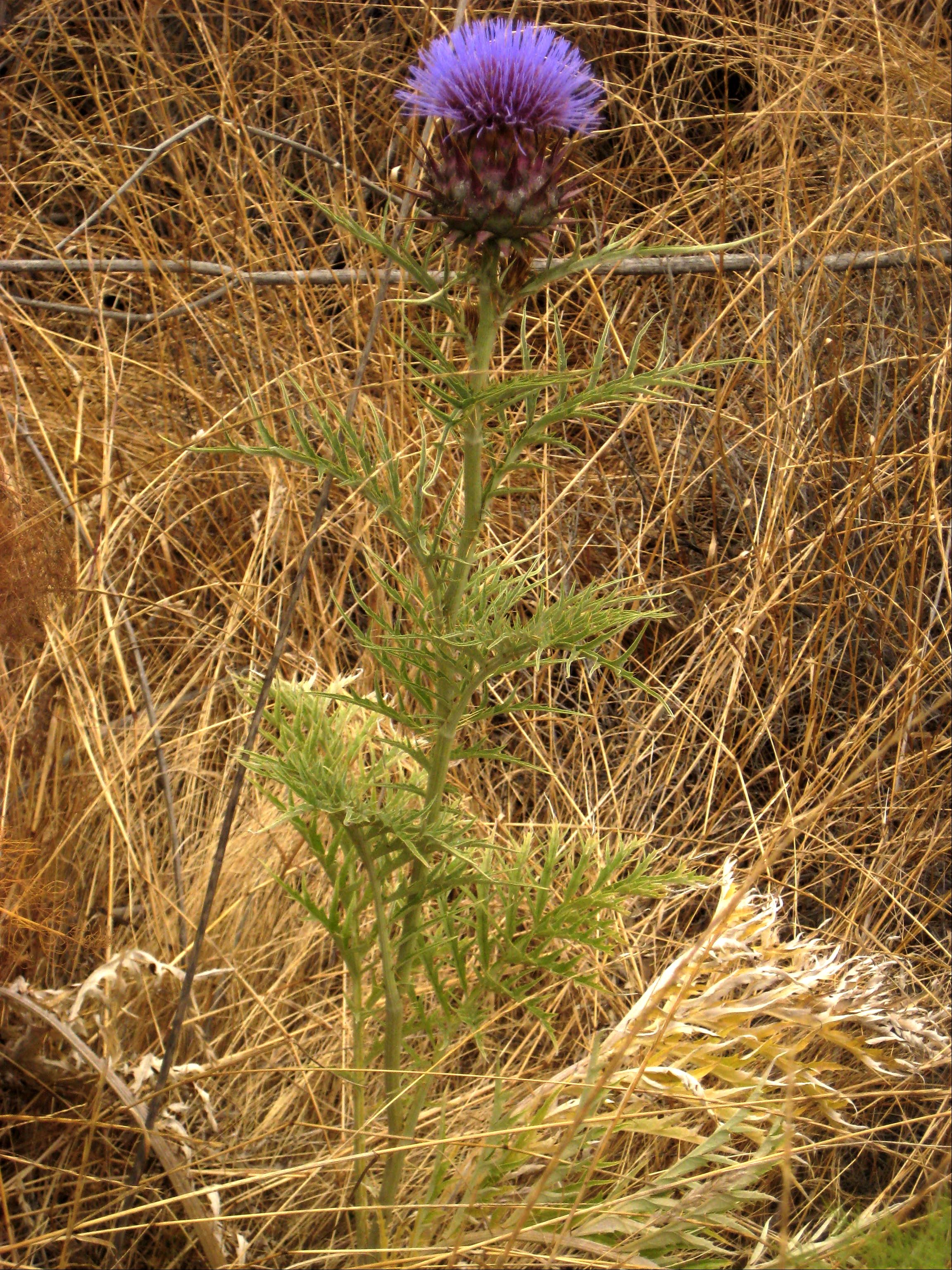 Cynara cardunculus (Artichoke thistle), non-native California herb