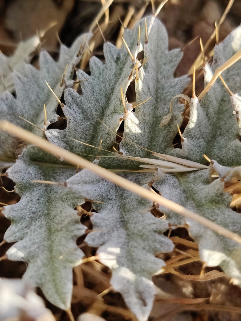 Cynara sp., non-native California perennial
