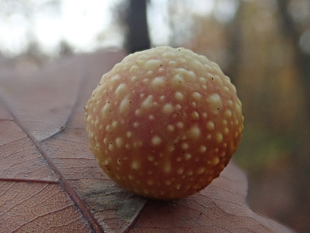 Cynips multipunctata (Gray Midrib Gall Wasp), California species