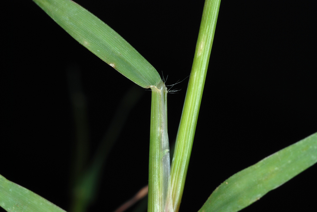 Cynodon dactylon (Bermuda grass), non-native California grass