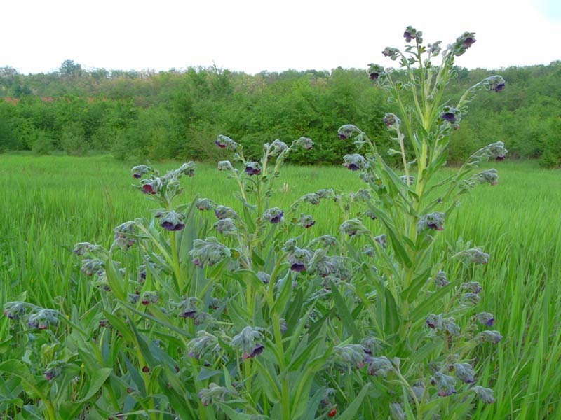Cynoglossum officinale (Common hound's tongue), non-native California herb