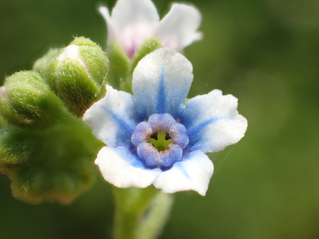 Cynoglossum sp. (Hound's tongue), non-native California biennial