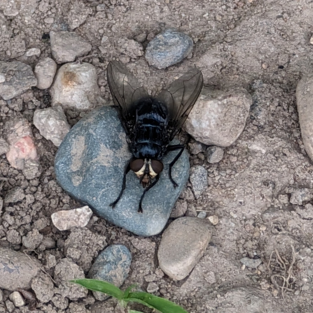 Cynomya cadaverina (Shiny Blue Bottle Fly), California species