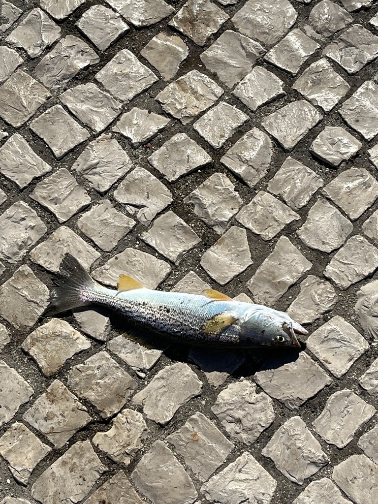 Cynoscion macdonaldi (Totoaba (seatrout or weakfish)), California species